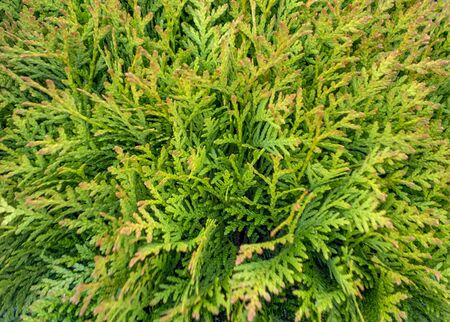 full frame flourish thuja tree closeupの写真素材
