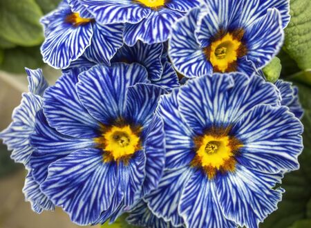 full frame blue primula flowers closeupの写真素材