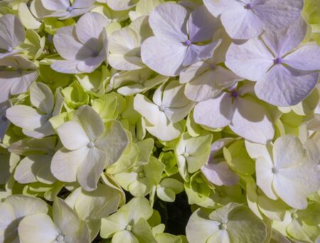 full frame pastel colored hortensia flower closeup