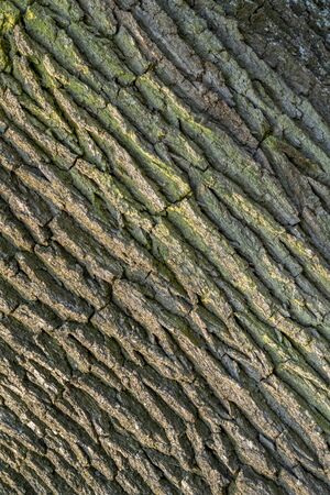 full frame abstract bark closeup