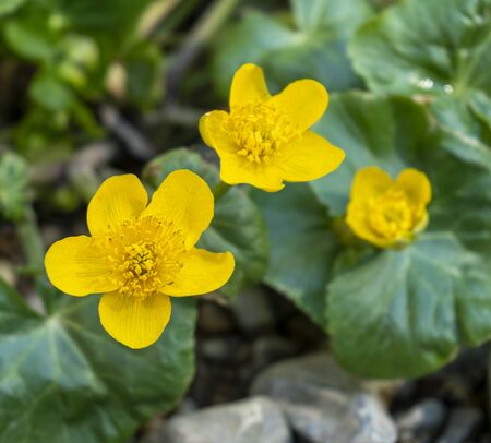 yellow buttercup flowers in natural ambiance