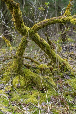 forest scenery including a natural bough sculpture at early spring timeの写真素材