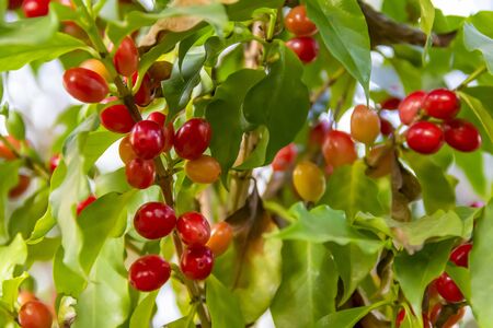 Coffea plant closeup including some red coffee beansの写真素材