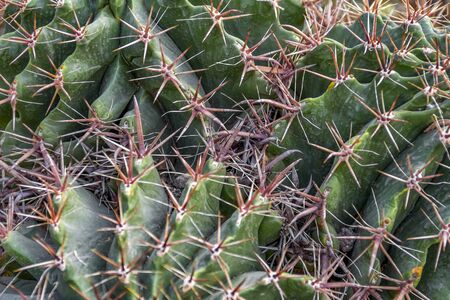 full frame cactuses closeup shot