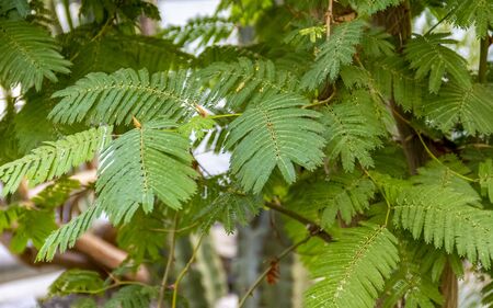 detail shot of a exotic plant named Persian silk treeの写真素材