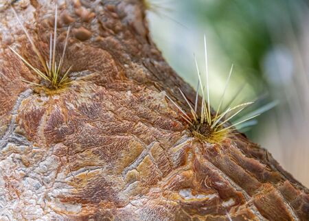 closeup shot of a huge prickly pear cactusの写真素材