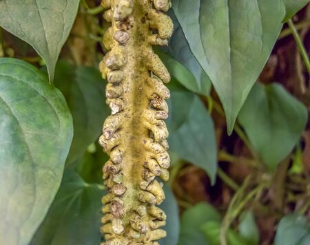 closeup shot showing a aerial root of a exotic plantの写真素材