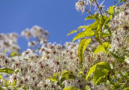 fluffy clematis seeds in sunny ambiance at autumn time