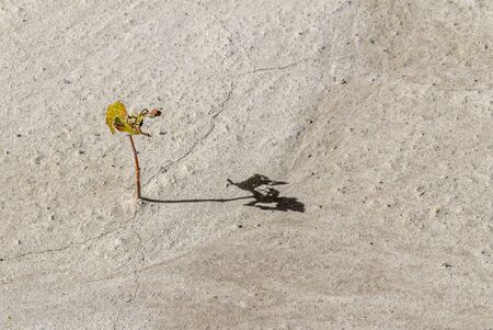 lonely small plant in sunny illuminated dry ambianceの写真素材