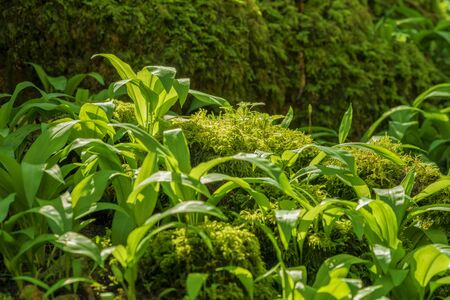 sunny illuminated fresh green ramsons vegetation at spring time
