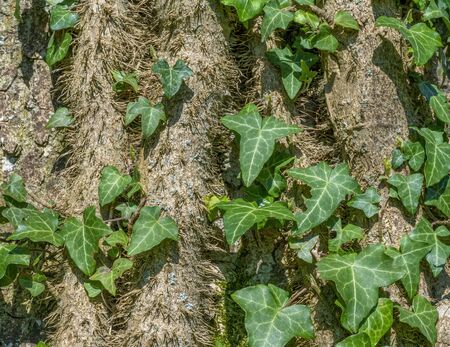 sunny illuminated Ivy vegetation with rootlets and leaves on a tree trunkの写真素材