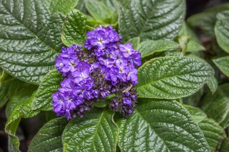 full frame vibrant violet flower head in green leaf  ambiance