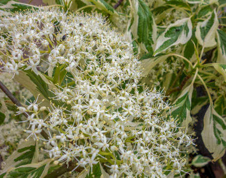 fluffy white flower head closeupの写真素材