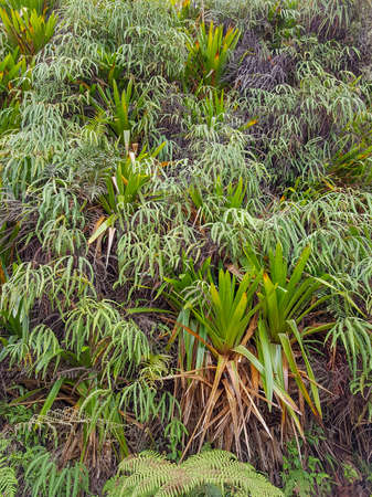 full frame dense exotic vegetation seen in Colombia
