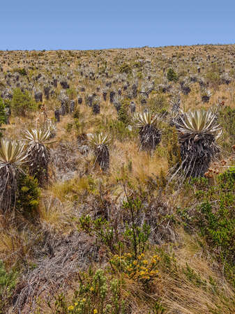 vegetation scenery at the Chingaza National Natural Park in Colombiaの写真素材