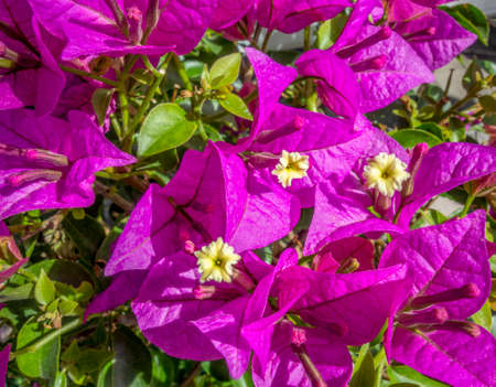 closeup shot of some vibrant colored violet flowers in sunny ambianceの写真素材