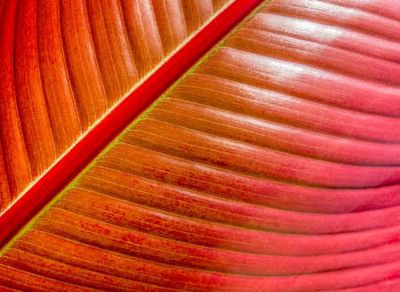 natural full frame red leaf backgroundの写真素材