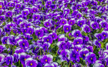 full frame colorful pansy flowers closeupの写真素材