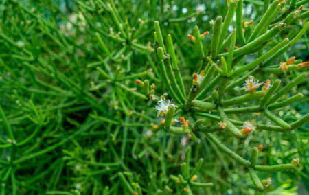 full frame green succulent leaves backgroundの写真素材