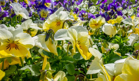 full frame colorful pansy flowers closeup