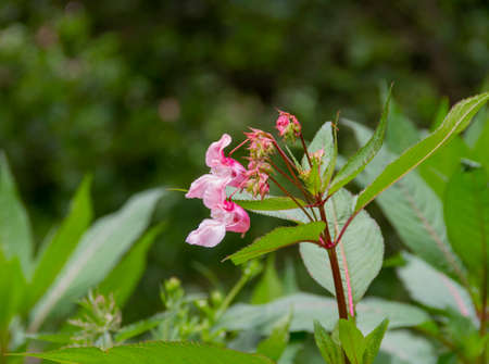 pink flower heads in natural green ambianceの写真素材