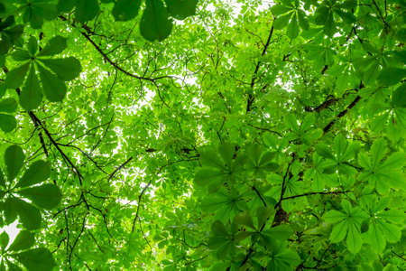 full frame green chestnut leaves backgroundの写真素材