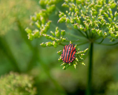red and black Striped bug on flower umbelの写真素材