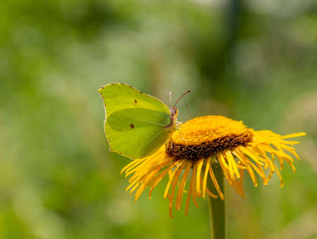 a common brimstone butterfly at a yellow flower in natural ambiance
