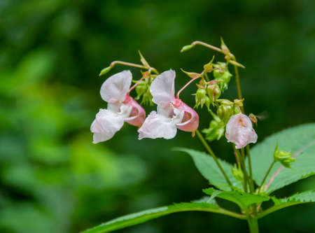 bicolor pink and white flower heads in natural green ambianceの写真素材