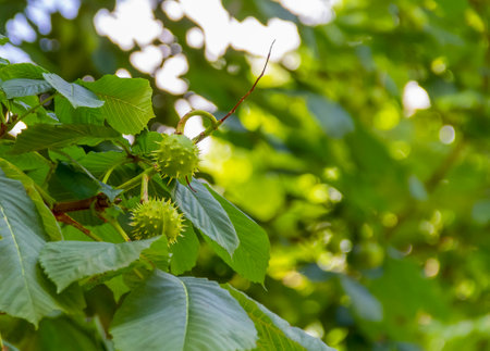 detail shot of some fresh green horse chestnut fruits on a treeの写真素材