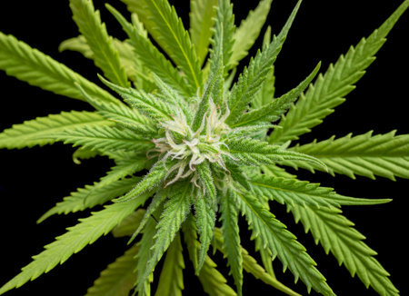 flowering fresh green cannabis plant closeup in black backの写真素材