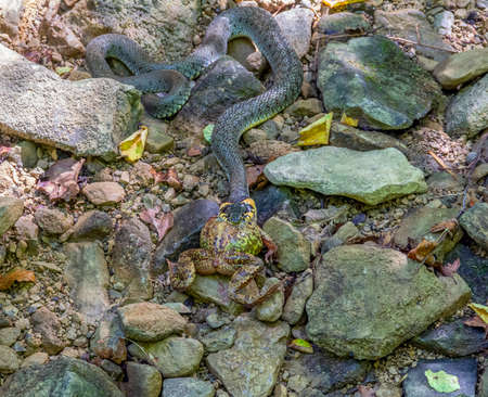 high angle shot of a Grass snake eating a frog on stony ground