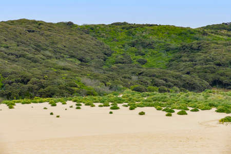 The Te Paki Sand Dunes on the Northland Peninsula of New Zealandの写真素材