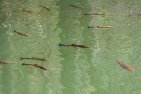Lots of small freshwater fishes swimming near water surface