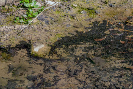 Riparian close-up scenery showing lots of tadpoles in sunny ambiance at early spring time