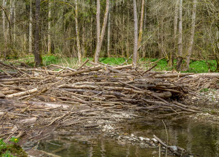 riparian scenery at a small river with lots of driftwood