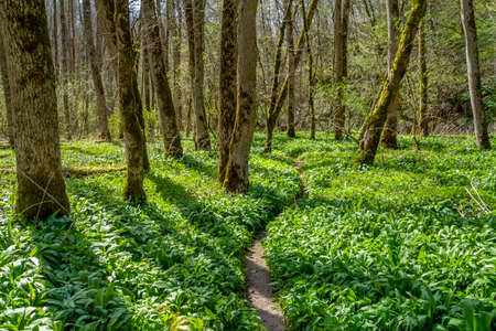 Idyllic footpath in a forest at early spring timeの写真素材
