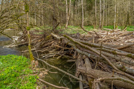 Riparian scenery at a small river with lots of driftwood