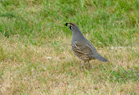 Bird named California quail seen in New Zealand