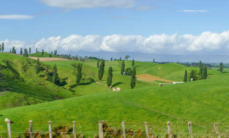 Idyllic rural scenery at the Waikato region at the North Island of New Zealand