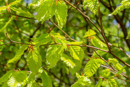 Full frame foliage detail at early spring time