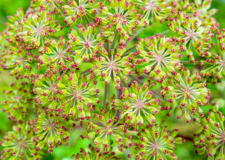 colorful full frame withered blossom closeup