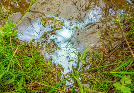 Oily contaminated flowing water closeup scenery in natural vegetation ambiance seen from above