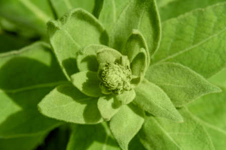 Closeup shot showing some fresh green velvety leaves seen from above