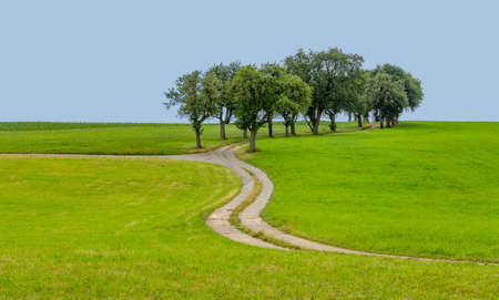 rural scenery with grove, meadows and farm track at summer timeの写真素材