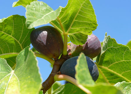 Closeup shot of some ripe fig fruits in sunny ambiance