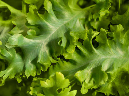 Closeup shot of some flourish green leaves