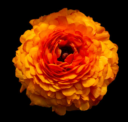 Vibrant orange ranunculus flower closeup isolated in black back
