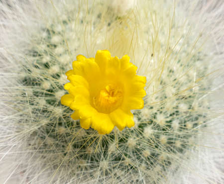 Closeup shot of a spiny cactus with yellow blossom