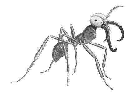 Pencil drawing of an army ant in white backの写真素材
